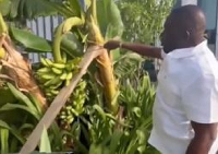 Dr Kwame Despite (in white shirt) cutting plantain