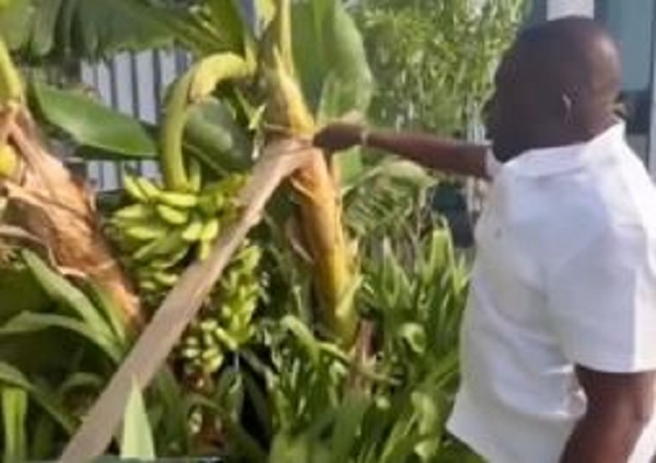 Dr Kwame Despite (in white shirt) cutting plantain