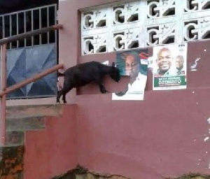 The Goat Munching President Mahama's Poster