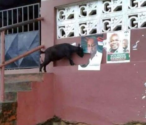 The goat munching President Mahama's Poster