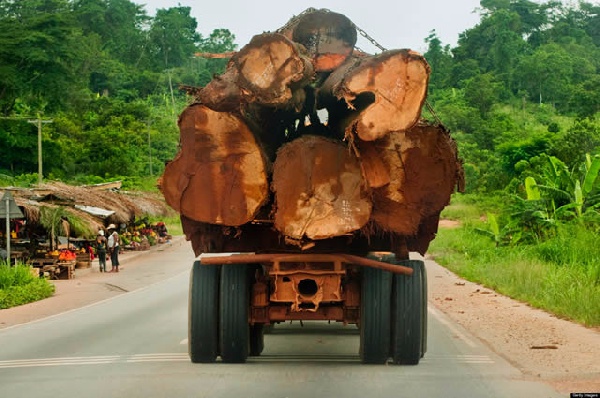 Forestry Commission to probe Executive Director’s alleged involvement in illegal timber business