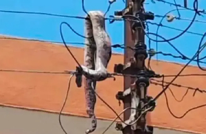 The snake caused power outage in Kwaso in the Ashanti Region