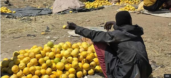 At the market in Nertiti vendors are having trouble selling the oranges