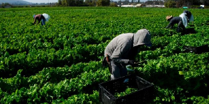 They were working as farm workers in a labour export deal