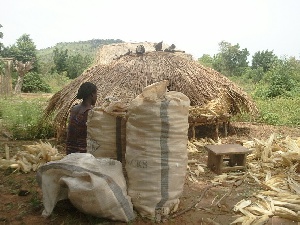 Agogo Fulani Harvest