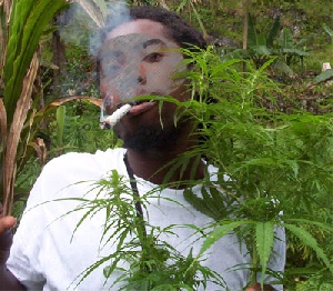 File photo: Man smoking next to marijuana plant