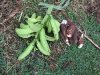 File photo: Plantain and cassava