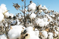 Cotton on the market today stood at a unit price of -0.19