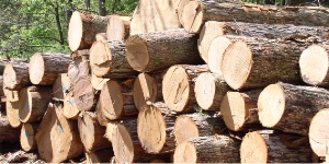 Timber2