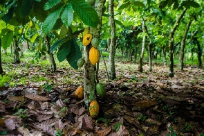 Cocoa trees