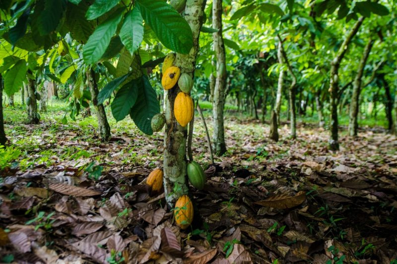 Cocoa is a major source of income for Ghana