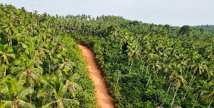 Allowule Jomoro coconuts