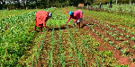 Delays in farm input distribution threaten planting season - SEND Ghana Delays in farm input distribution threaten planting season - SEND Ghana