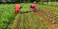 Farmers at work as planting season begins