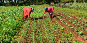 Farmers at work as planting season begins
