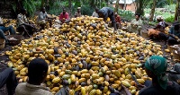 Cocoa farmers working