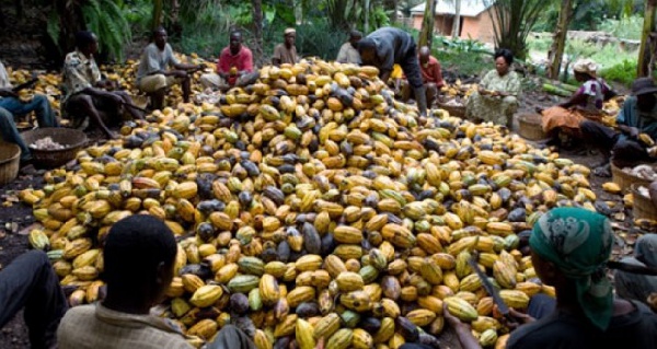 Cocoa farmers working