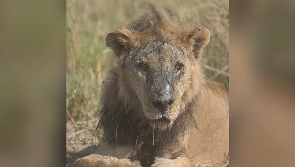 Loonkiito the lion was killed at the age of 19 by a livestock owner