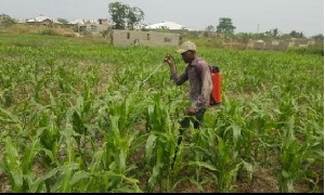 At least 14,000 farmlands with an estimated size of 182,000 hectares have been affected by armyworms