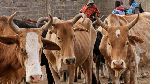 Backlash in Kenya over livestock vaccines and belching cows