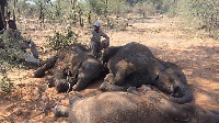 Most of the dead elephants were found in the Moremi Game Reserve