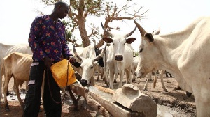 A Fulani herdsman waters his cattle