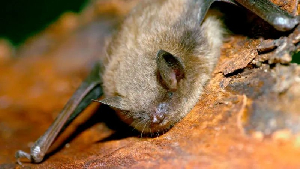 Bat 2