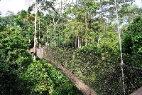 Canopy walk at the Kakum National Park