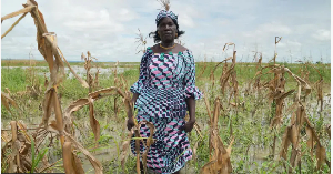 Mema Fwa lost most of her farm harvest sake of flood and drought