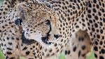 Namibian cheetah at Erindi Private Game Reserve in February 2022
