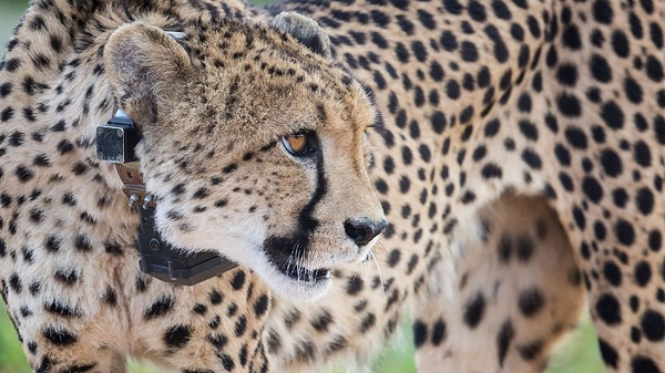 Namibian cheetah at Erindi Private Game Reserve in February 2022