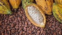 The intense seasonal Harmattan winds and insufficient rain in West Africa are drying out cocoa field