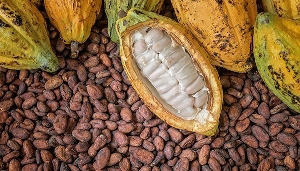 Ghana is the second-largest cocoa producer in the world after Ivory Coast