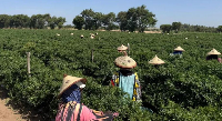 Workers on the two farms wear special hats to protect themselves from the fierce sun