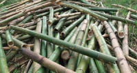 Bamboo is gaining popularity as a construction material