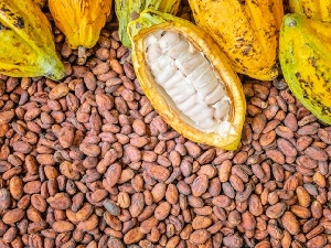 In December 2023, cocoa prices surged by 4.9% to reach $4,235.6 per tonne