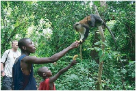 File photo: The land is the home to the Tafi Atome Monkey Sanctuary and Cultural Village