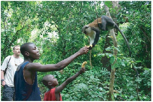 File photo: The land is the home to the Tafi Atome Monkey Sanctuary and Cultural Village