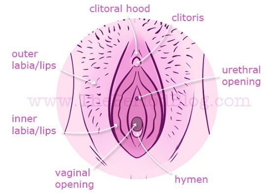 What Are Vaginas Supposed To Smell Like