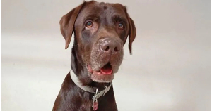 Achi will now remain in quarantine until all the necessary tests are concluded