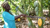 Côte d’Ivoire and Ghana account for 65 per cent of global cocoa production