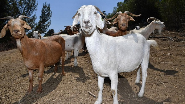 Two arrested for stealing goats