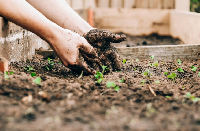 A gardener mulching a garden bed |Photo Credit: Sandie Clarke