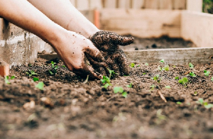 A gardener mulching a garden bed |Photo Credit: Sandie Clarke