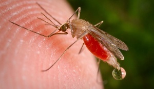 Malaria Anopheles Freeborn