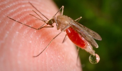 Malaria cases and deaths have declined in Ashanti Region according to the GHS