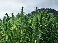 A weed plantation