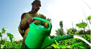 Agric Insurance Farmer