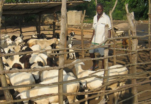File photo: A farmer with his goats