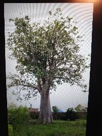 A photo of the 500-year-old baobab tree before it was cut down